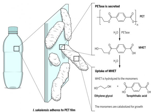 制造短时间分解PET塑料的细菌